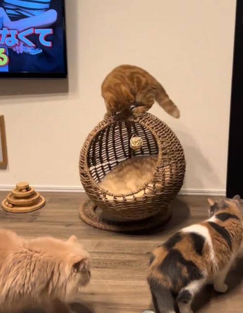 3匹の猫