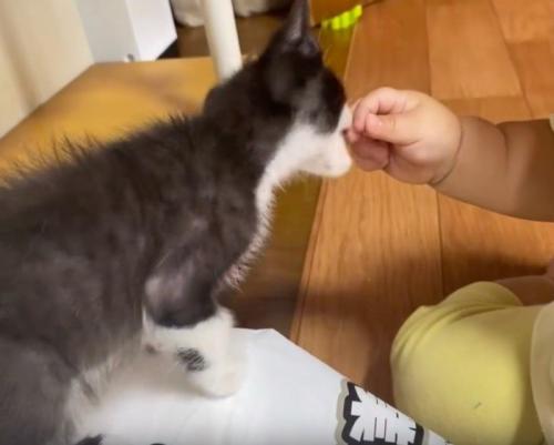 子猫と赤ちゃんの手