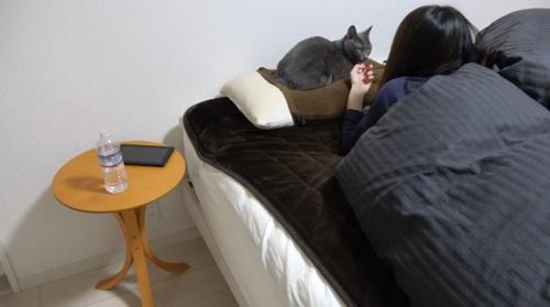 枕の上に座る猫
