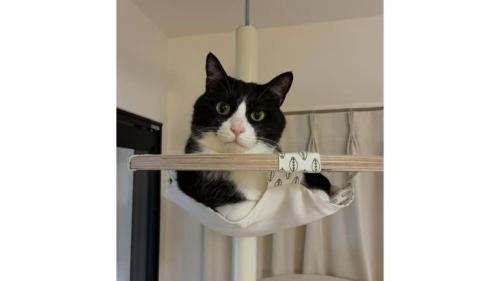 室内にいる猫