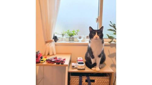 室内にいる猫