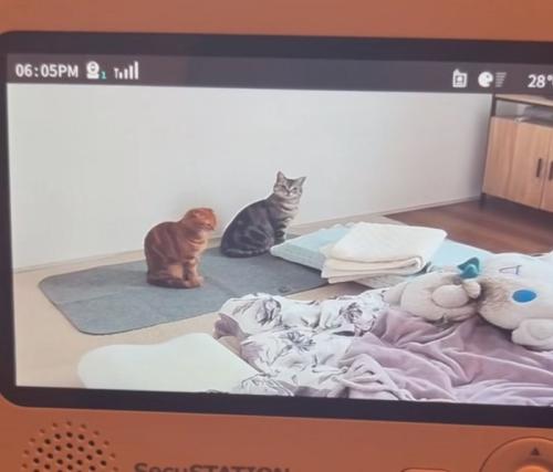 ベビーモニターに映る猫