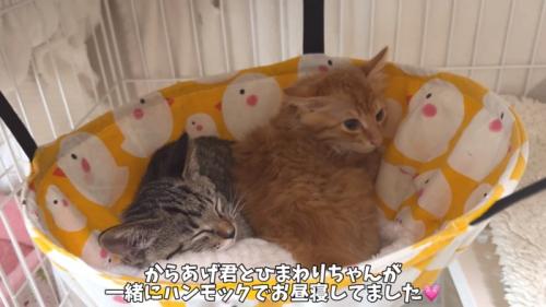 からあげくんとひまわりちゃん