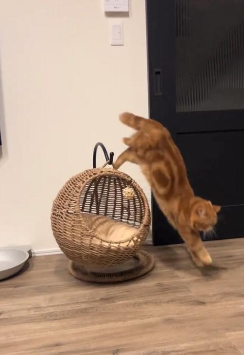 飛び降りる猫