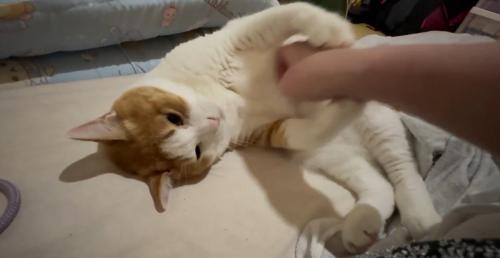 飼い主の手をつかむ猫