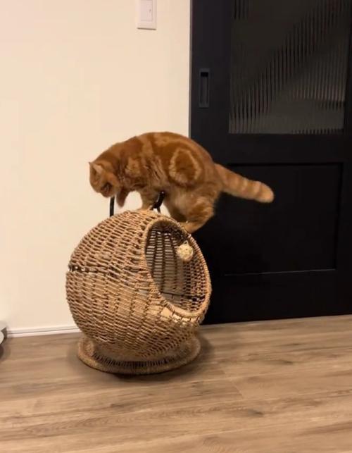 飛び乗る猫