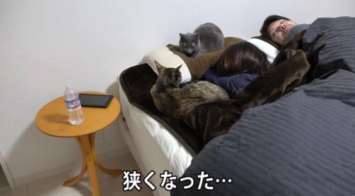 ベッドに集まる猫達