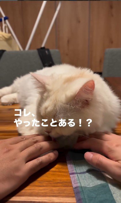 テーブルの上でくつろいでいる猫と猫に触れている人