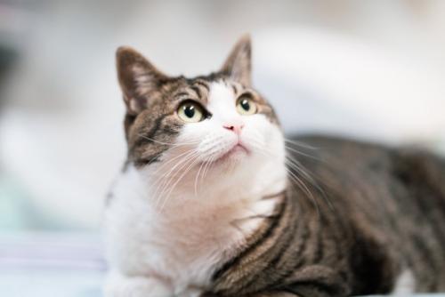 上を見つめるキジシロねこ