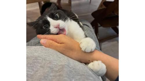 手を舐める猫