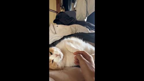 横になった姿