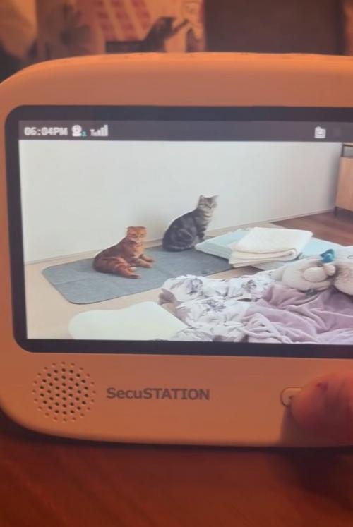 振り返る猫