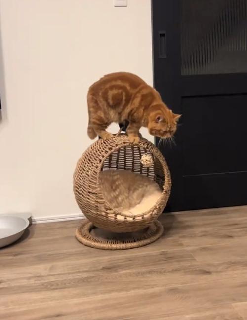 震える猫
