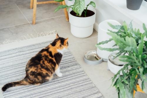 オートフィーダーを見ている猫