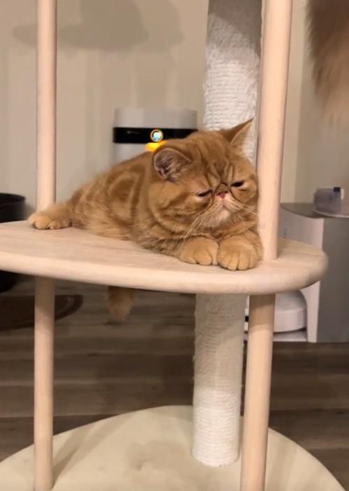 キャットタワーでくつろぐ猫