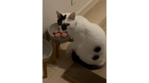 猫と水に入っているコースター