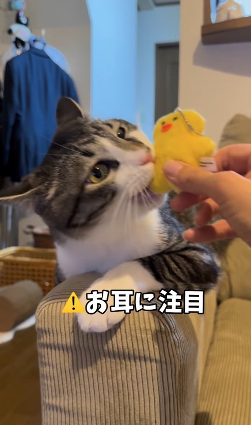 ぬいぐるみに噛みついている猫「お耳に注目」