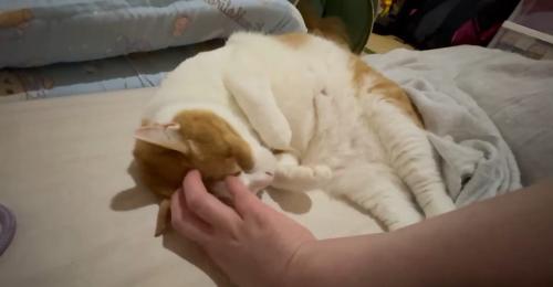 なでられる猫