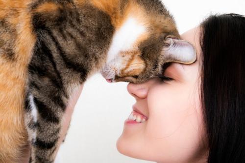 飼い主に頭をすりつける猫