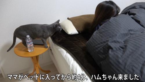 ベッドサイドにいる猫