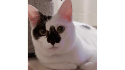 室内にいる猫
