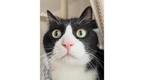 猫の顔