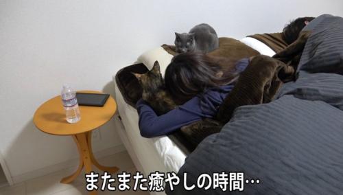 ベッドに集まる猫達