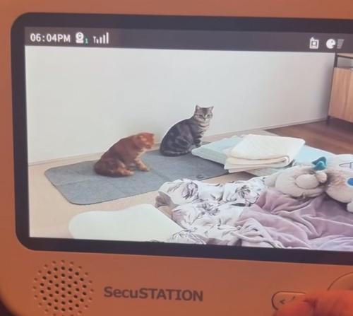 姿勢を正す猫