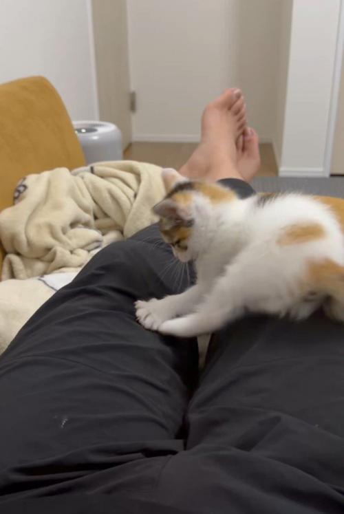 左手で何かを捕まえる素振りの子猫