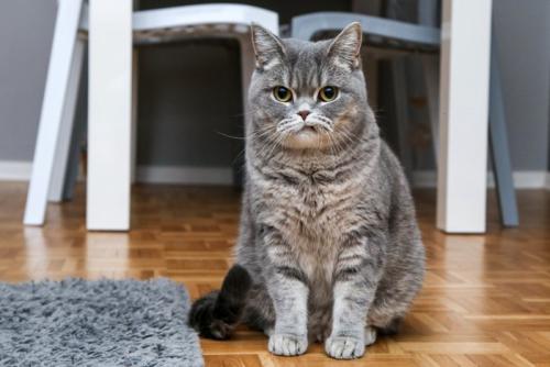 何か言いたそうな猫