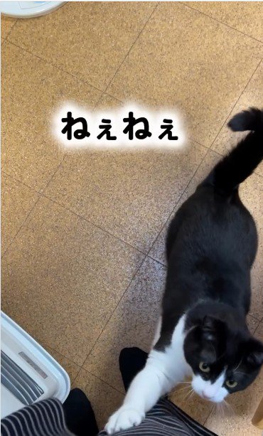 人の足元に立っている猫