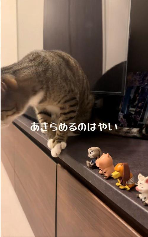 テレビ台の上に座っている猫