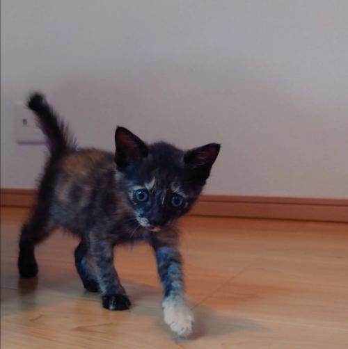 こちらを見ながら歩く子猫