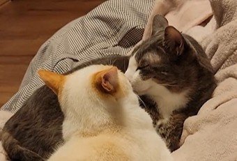キスをする猫