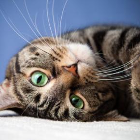 『がんを発症しやすい猫』の特徴5つ　発生リスクを高める原因や予防のポイントまで
