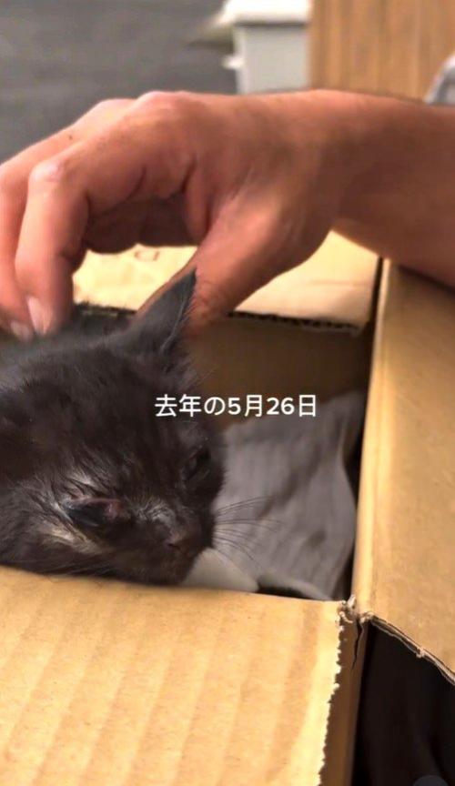 保護当時の黒猫
