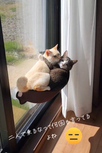 窓辺にいる2匹の猫