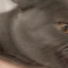 猫と『ツーショット』を撮ろうとした結果…想定外の『躍動感ありすぎる光景』に爆笑「おふたりの表情が好きｗ」「めちゃめちゃオモロイｗ」