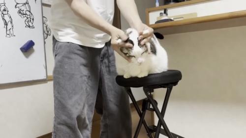 こねられる猫の写真4