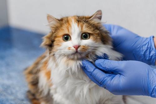 病院で診察を受ける猫