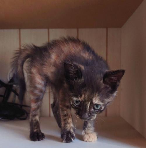 近寄ってくる子猫