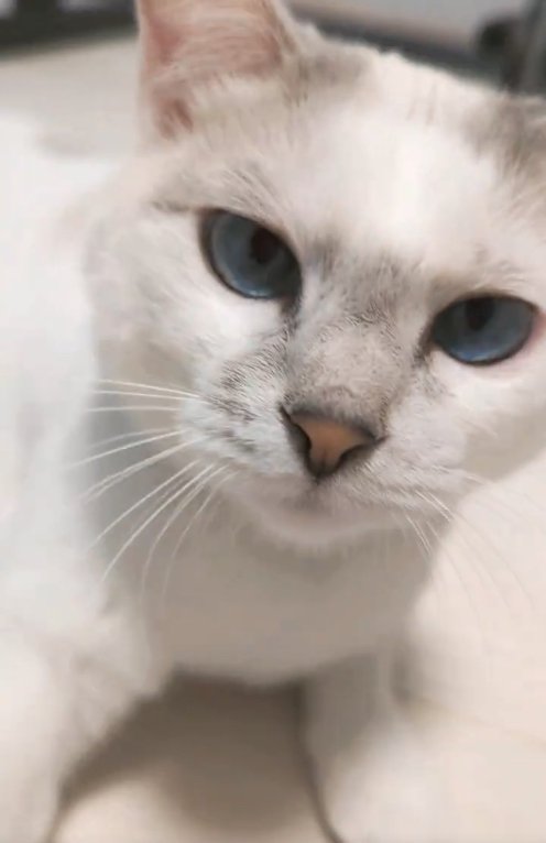 伏せをしている猫の顔アップ
