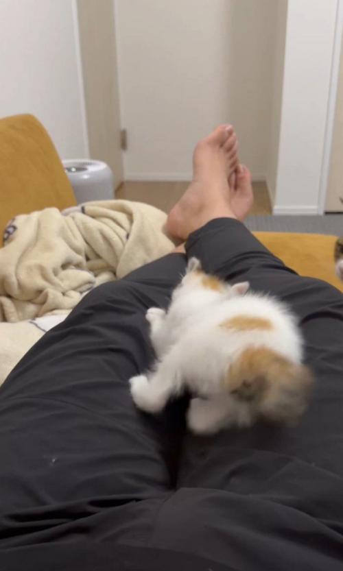 飼い主の足を蹴る猫