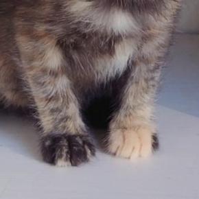 動物病院に『保護した子猫』を連れて行ったら…思わず笑ってしまう『先生が放った一言』に２万いいね「間違いないｗｗ」「いい先生だねｗ」