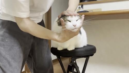 こねられる猫の写真6