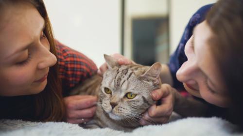 チヤホヤされて困惑する猫