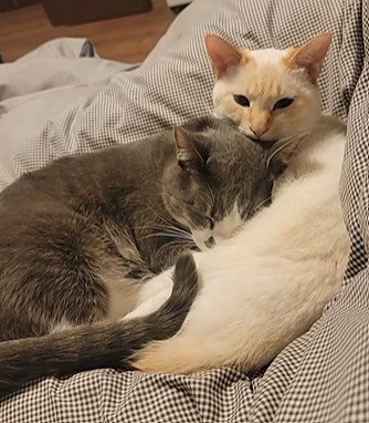 添い寝する猫たち
