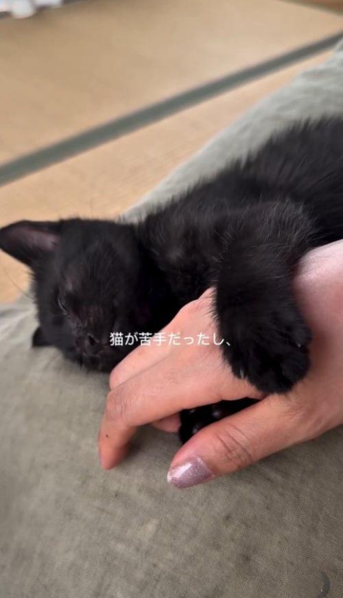 飼い主さんの手に甘える猫