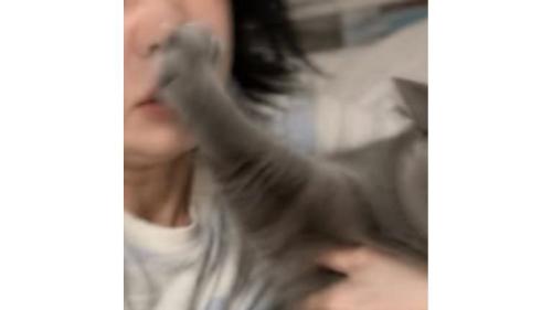 猫の手