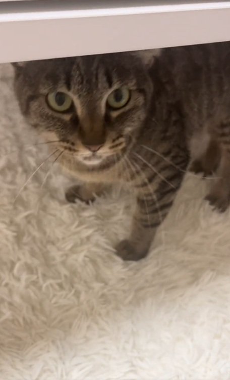 カメラ目線の猫